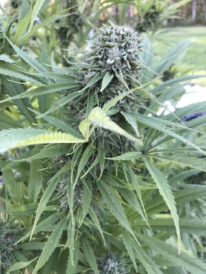 Eleven Roses Auto Delicious Seeds