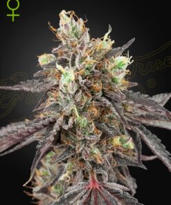 Gelato 41 x Gelato 41 Auto Green House Seeds