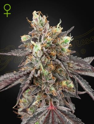 Gelato 41 x Gelato 41 Auto Green House Seeds