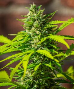 Glueberry O.G. Auto Dutch Passion Seeds