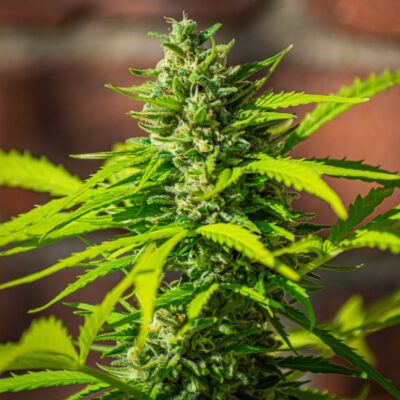 Glueberry O.G. Auto Dutch Passion Seeds