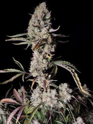 Gorilla Zkittlez Auto Fast Buds Seeds