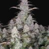 Green Crack Auto Fast Buds Seeds