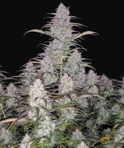 Green Crack Auto Fast Buds Seeds