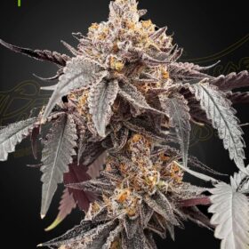 Guava x Gelato 41 Auto Green House Seeds