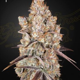 Holy Snow Green House Seeds