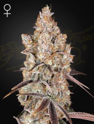 Holy Snow Green House Seeds