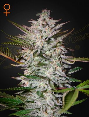 Holy Punch Green House Seeds