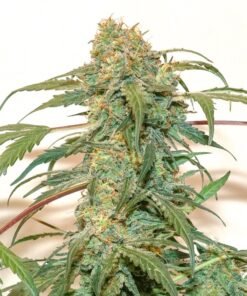 Kerosene Krash Auto Dutch Passion Seeds