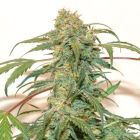 Kerosene Krash Auto Dutch Passion Seeds