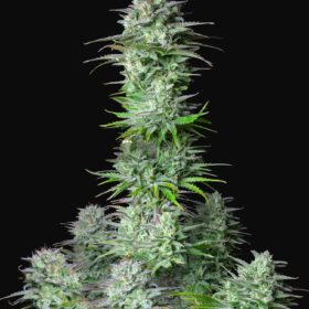 Kosher Cake Auto Fast Buds Seeds