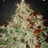 Lemon Skunk Green House Seeds