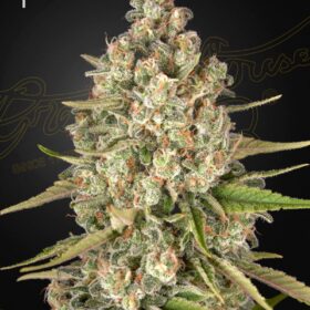 Lost Pearl Green House Seeds