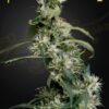 Mango Haze Green House Seeds