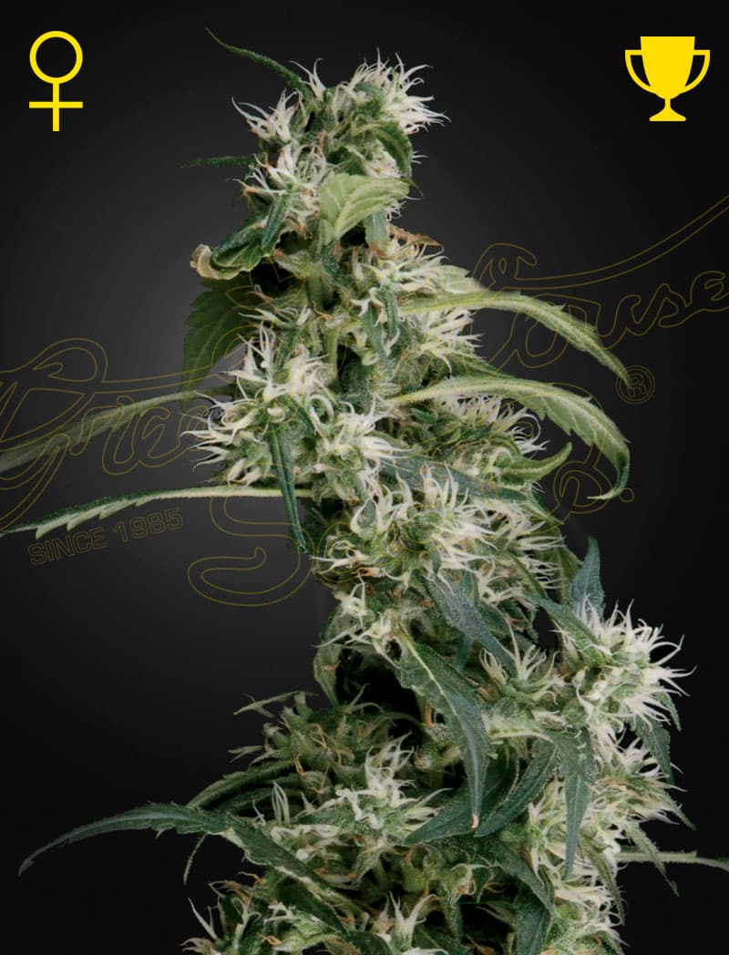 Mango Haze Green House Seeds