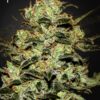Moby Dick Green House Seeds