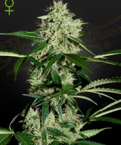 Northern Lights Auto Green House Seeds