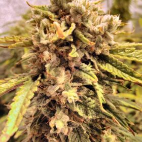 Orange Bud Auto Dutch Passion Seeds