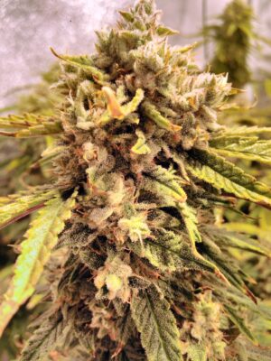Orange Bud Auto Dutch Passion Seeds