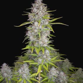 Orange Sherbet Auto Fast Buds Seeds