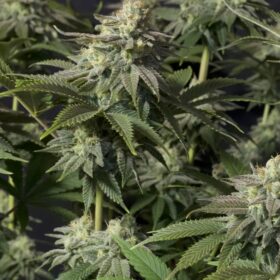 Orange Sherbet FF Fast Buds Seeds