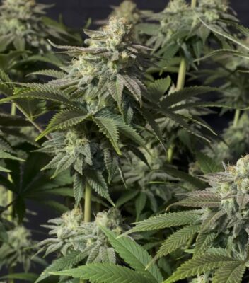 Orange Sherbet FF Fast Buds Seeds