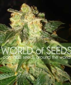 Pakistan Ryder Auto WorldOfSeeds