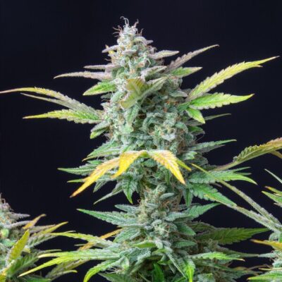 Quick One Auto Royal Queen Seeds