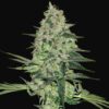 Rhino Ryder Auto Fast Buds Seeds