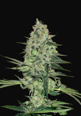 Rhino Ryder Auto Fast Buds Seeds