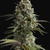 Skunk Auto Fast Buds Seeds