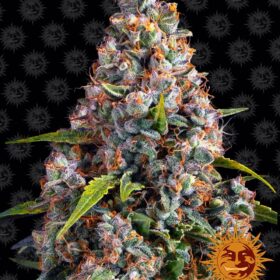 Strawberry Cheesecake Auto Barneys Farm Seeds