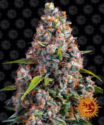 Strawberry Cheesecake Auto Barneys Farm Seeds