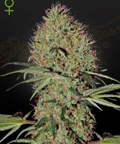 Super Bud Auto Green House Seeds