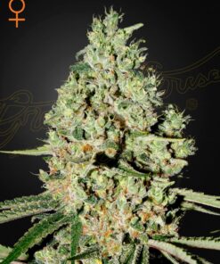 Super Critical Green House Seeds