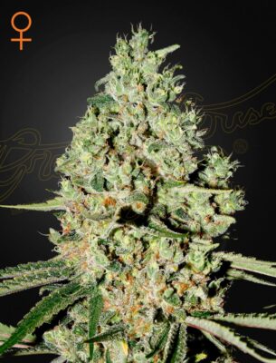 Super Critical Green House Seeds