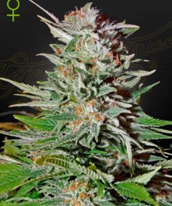 Super Lemon Haze Auto Green House Seeds