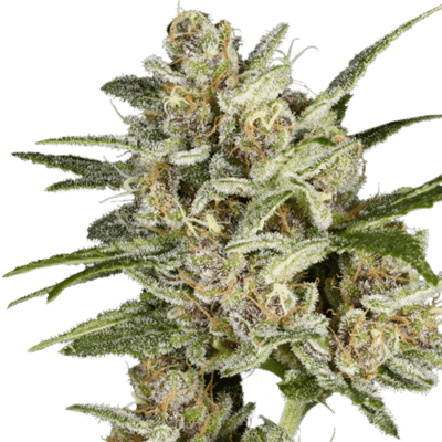 Super Mad Sky Floater SuperSativaSeedClub