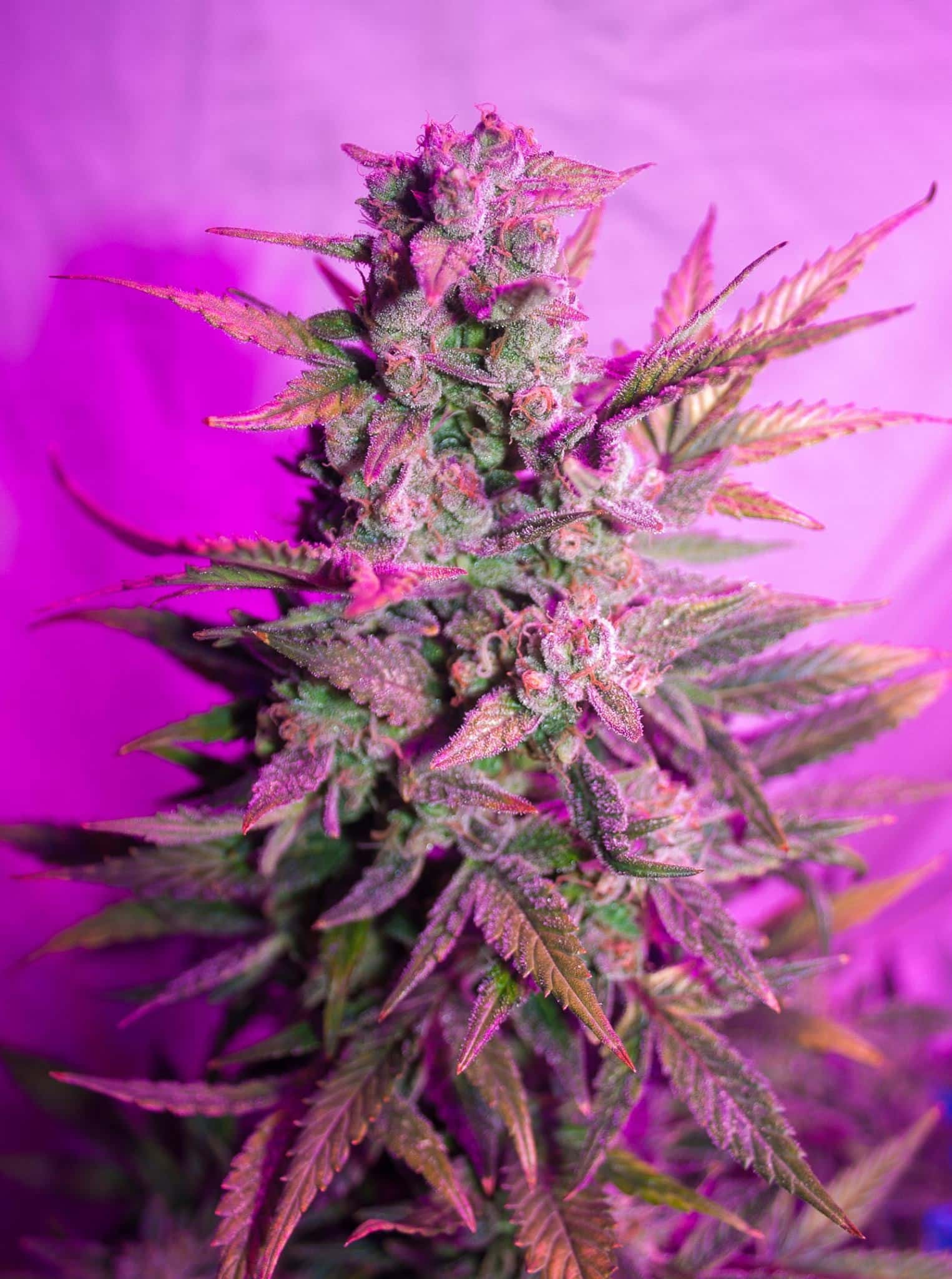 Think Different Auto Dutch Passion Seeds