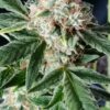 TnT Trichome SuperSativaSeedClub