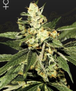 Train Wreck Green House Seeds