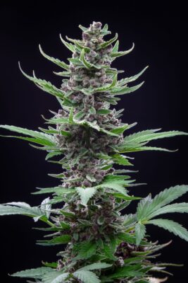 Tropicana Cookies Auto Fast Buds Seeds