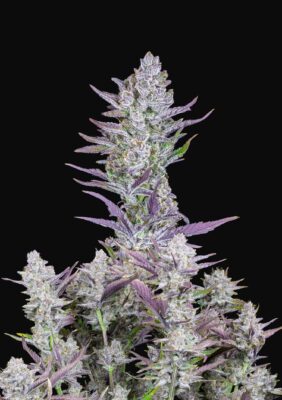 Wedding Glue Auto Fast Buds Seeds