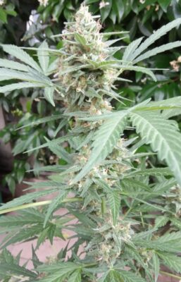 White Widow Auto Dutch Passion Seeds