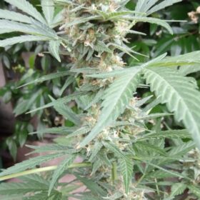 White Widow Auto Dutch Passion Seeds