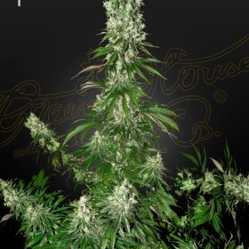 White Strawberry Skunk Green House Seeds