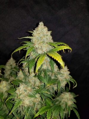 Zkittlez Auto Fast Buds Seeds