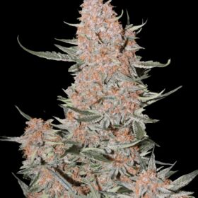 Ztrawberriez Auto Fast Buds Seeds