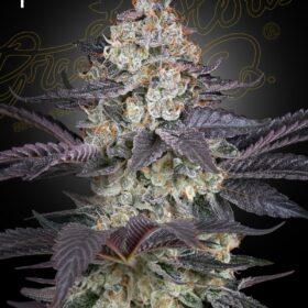 Ztrawberry Green House Seeds