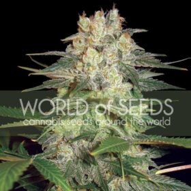 Afghan Kush Ryder Auto WorldOfSeeds